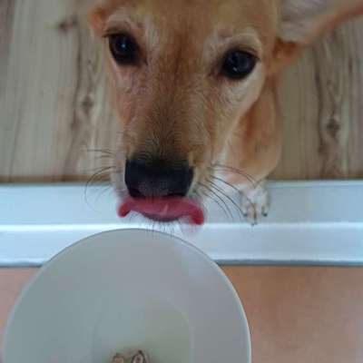 🍦 Hundeeis im Sommer: Abkühlung oder unterschätztes Risiko?-Beitrag-Bild