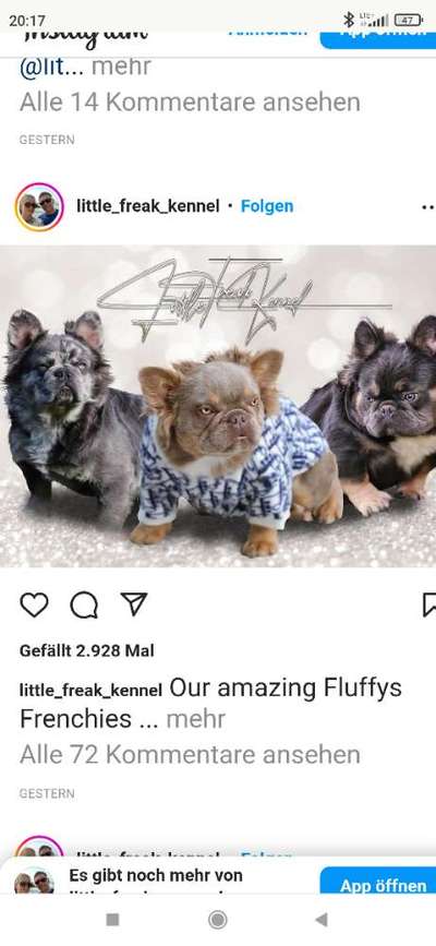 Brachycephale Hunderassen-Beitrag-Bild