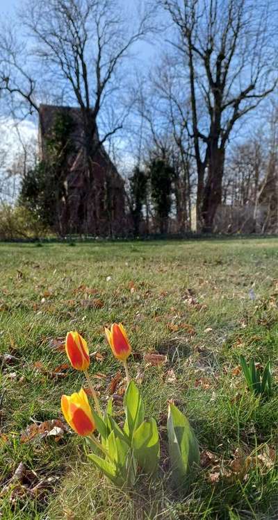 Die wunderschöne Welt mit Hund.-Beitrag-Bild