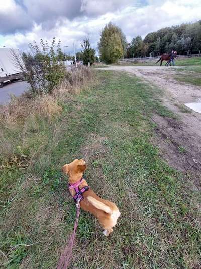 Die wunderschöne Welt mit Hund.-Beitrag-Bild