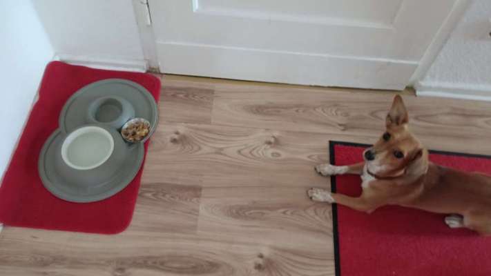 Zeigt her Eure Futternäpfe-Beitrag-Bild