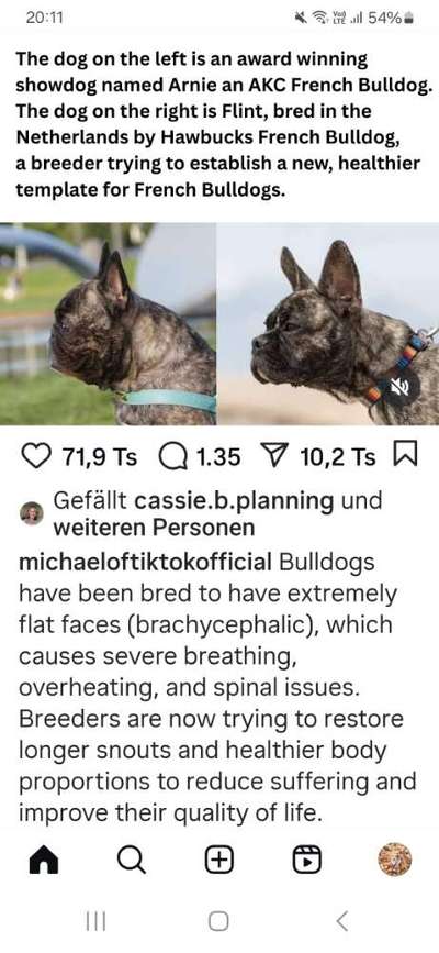 Qualzucht - Warum Aufklärung alleine nicht reicht-Beitrag-Bild