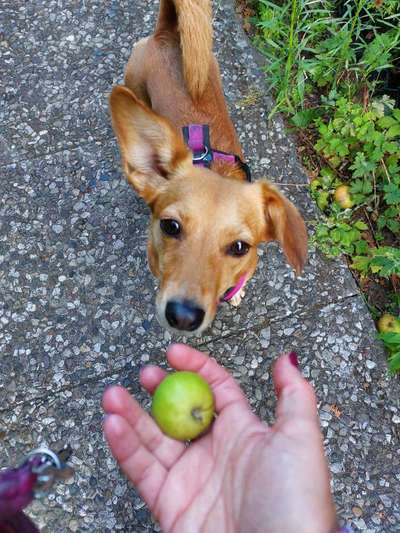 Zeigt her Eure Futternäpfe-Beitrag-Bild