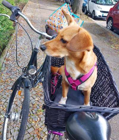 Wie groß darf ein Hund für den Fahrradkorb sein?-Beitrag-Bild