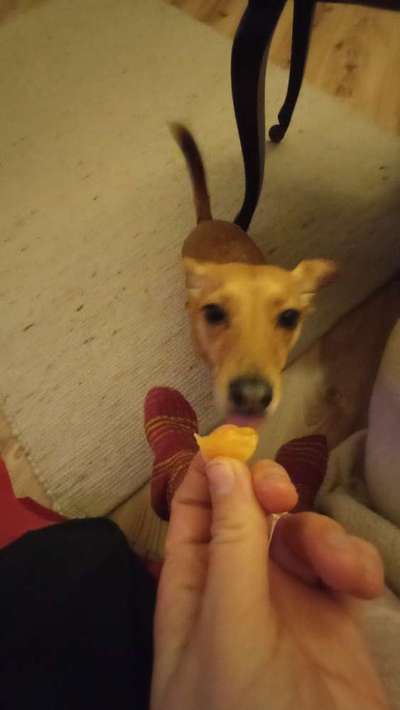 Zeigt her Eure Futternäpfe-Beitrag-Bild