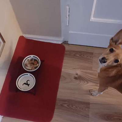 Zeigt her Eure Futternäpfe-Beitrag-Bild