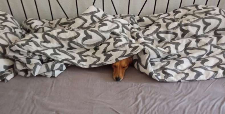 Buddeln auf dem Sofa-Beitrag-Bild