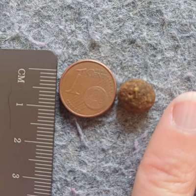 Trockenfutter mit winzigen Kroketten gesucht-Beitrag-Bild