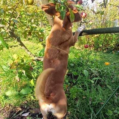 Der perfekte Hundegarten-Beitrag-Bild