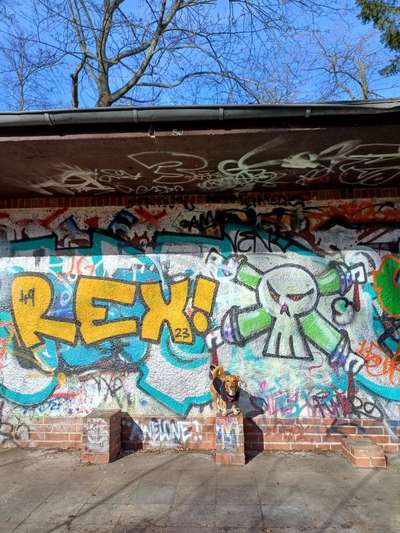 Die wunderschöne Welt mit Hund.-Beitrag-Bild