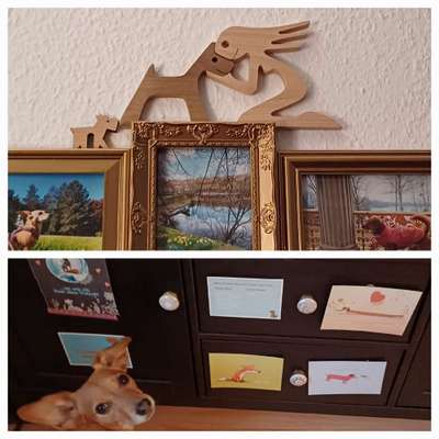 Tierische Accessoires-Beitrag-Bild