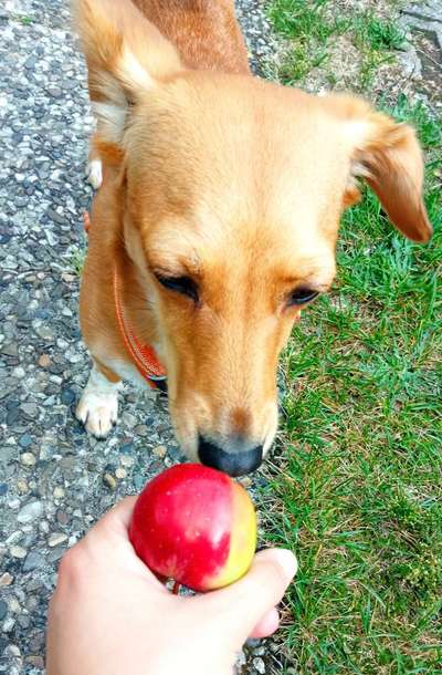 Zeigt her Eure Futternäpfe-Beitrag-Bild
