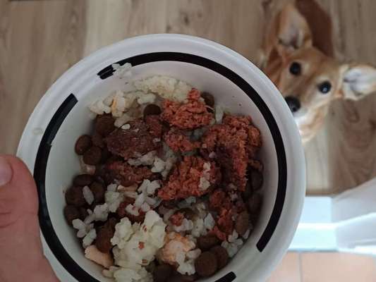 Zeigt her Eure Futternäpfe-Beitrag-Bild