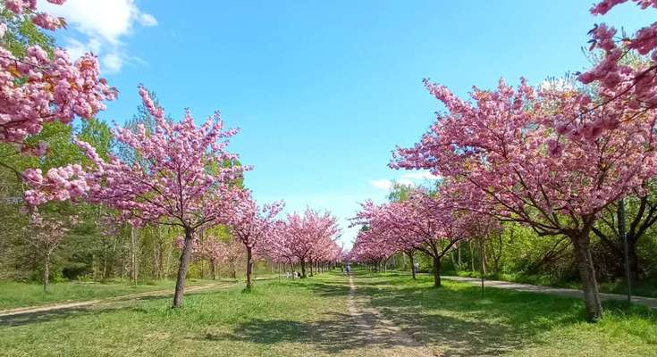 Die wunderschöne Welt mit Hund.-Beitrag-Bild