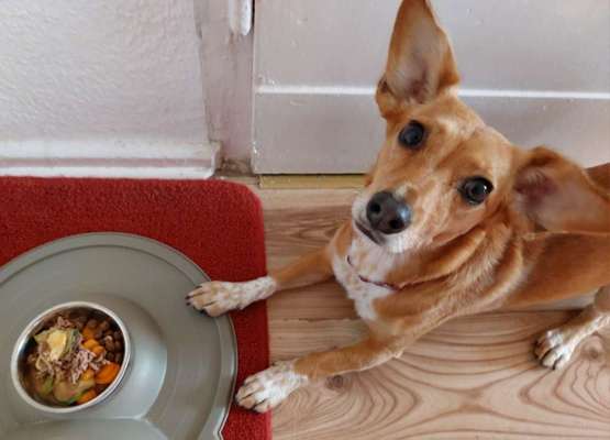 Zeigt her Eure Futternäpfe-Beitrag-Bild
