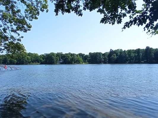 Die wunderschöne Welt mit Hund.-Beitrag-Bild