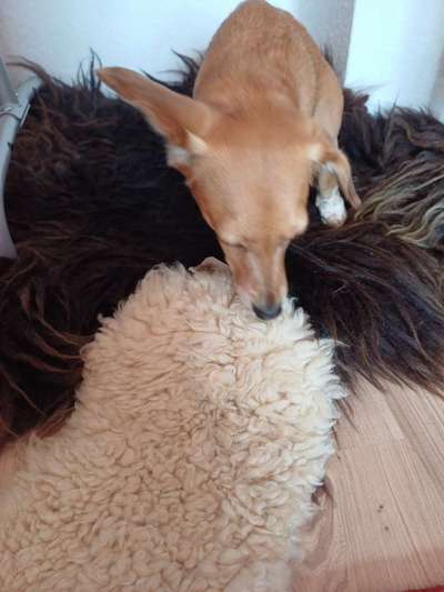 Lammfell für Welpe-Beitrag-Bild