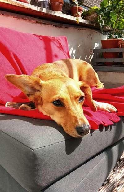 36. Handy Foto Challenge - Sonnenanbeter-Beitrag-Bild