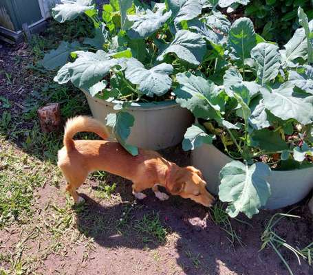 Zeigt her Eure Futternäpfe-Beitrag-Bild