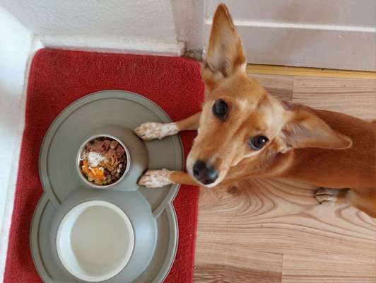 Zeigt her Eure Futternäpfe-Beitrag-Bild