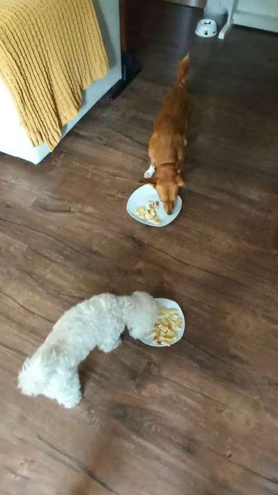 Zeigt her Eure Futternäpfe-Beitrag-Bild