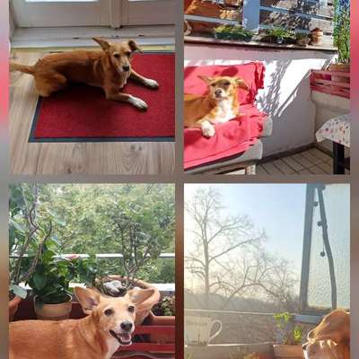 Ideen für den Balkon für Hunde?-Beitrag-Bild