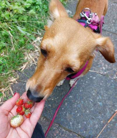 Zeigt her Eure Futternäpfe-Beitrag-Bild