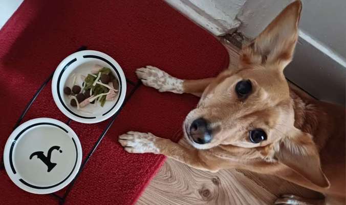 Zeigt her Eure Futternäpfe-Beitrag-Bild