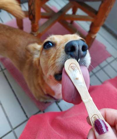 Zeigt her Eure Futternäpfe-Beitrag-Bild