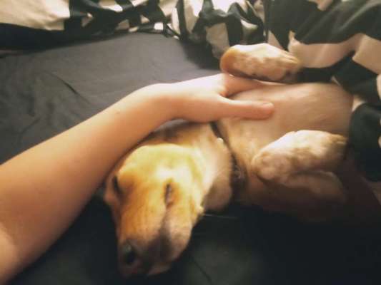 Welchen Hund hast du?-Beitrag-Bild