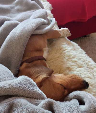 Dogorama Photo Challenge - Zeit ins Bett zu gehen-Beitrag-Bild
