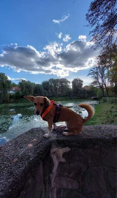 156. Fotochallenge *** DEIN HUND UND DIE WUNDERSCHÖNEN WOLKEN ***-Beitrag-Bild
