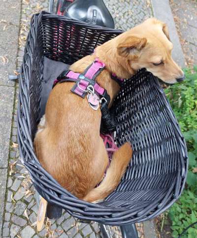 Wie groß darf ein Hund für den Fahrradkorb sein?-Beitrag-Bild