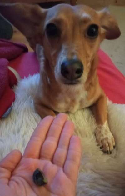 Zeigt her Eure Futternäpfe-Beitrag-Bild