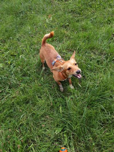 eure Spitznamen für die Vierbeiner-Beitrag-Bild