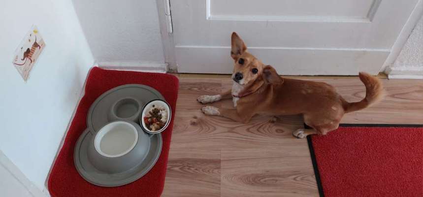 Zeigt her Eure Futternäpfe-Beitrag-Bild