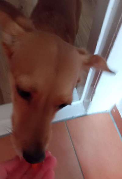 Zeigt her Eure Futternäpfe-Beitrag-Bild