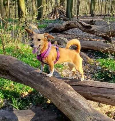 Geschirr am Dackel Ja oder Nein-Beitrag-Bild