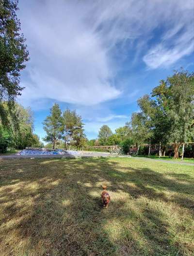 Die wunderschöne Welt mit Hund.-Beitrag-Bild