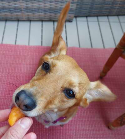 Zeigt her Eure Futternäpfe-Beitrag-Bild