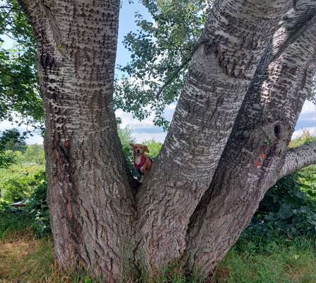 Dogorama Photo Challenge - Mein Holz und ich-Beitrag-Bild