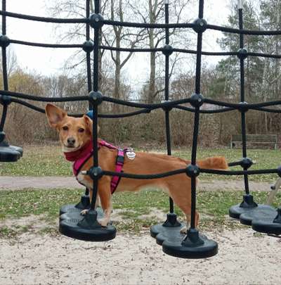 Dogorama Photo Challenge - Durchblick-Beitrag-Bild