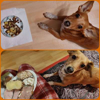 Zeigt her Eure Futternäpfe-Beitrag-Bild