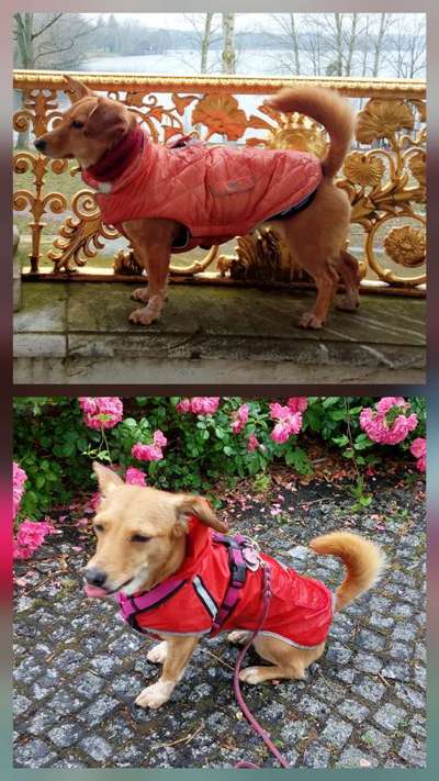 Rückenlänge Jack Russel Terrier-Beitrag-Bild