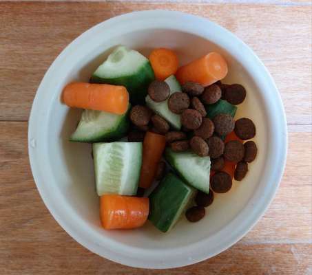 Zeigt her Eure Futternäpfe-Beitrag-Bild