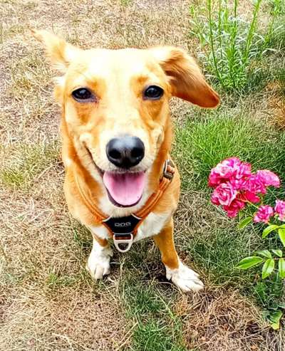 Valentins Wuffis-Beitrag-Bild