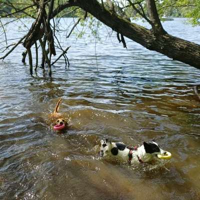 Wasserspielzeug zum Apportieren gesucht-Beitrag-Bild