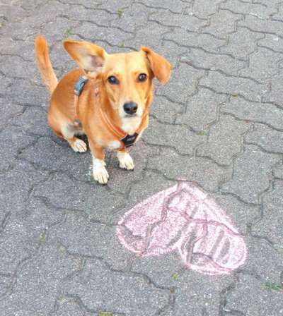 Dogorama Photo Challenge - Herzenshund-Beitrag-Bild