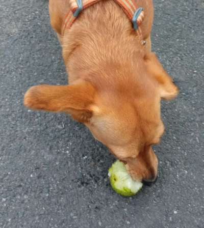 Zeigt her Eure Futternäpfe-Beitrag-Bild