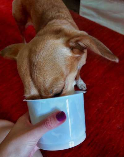 Zeigt her Eure Futternäpfe-Beitrag-Bild